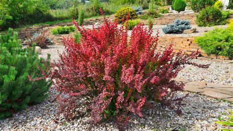 where to plant barberry bushes.